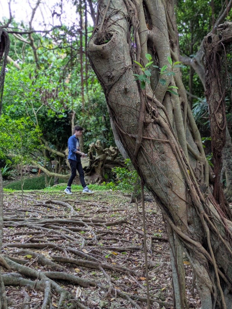 okinawa forest