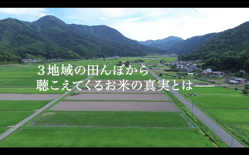 田んぼの風景